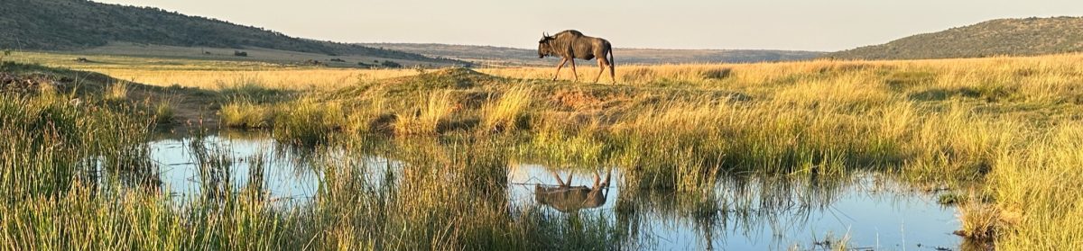 Blue Crane reisverhalen.