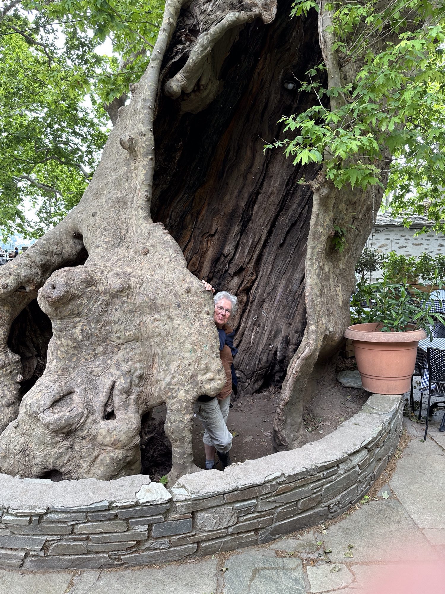 Grote holle boom met hoofd van toeriste rechts in Makrinitsa, Pelion