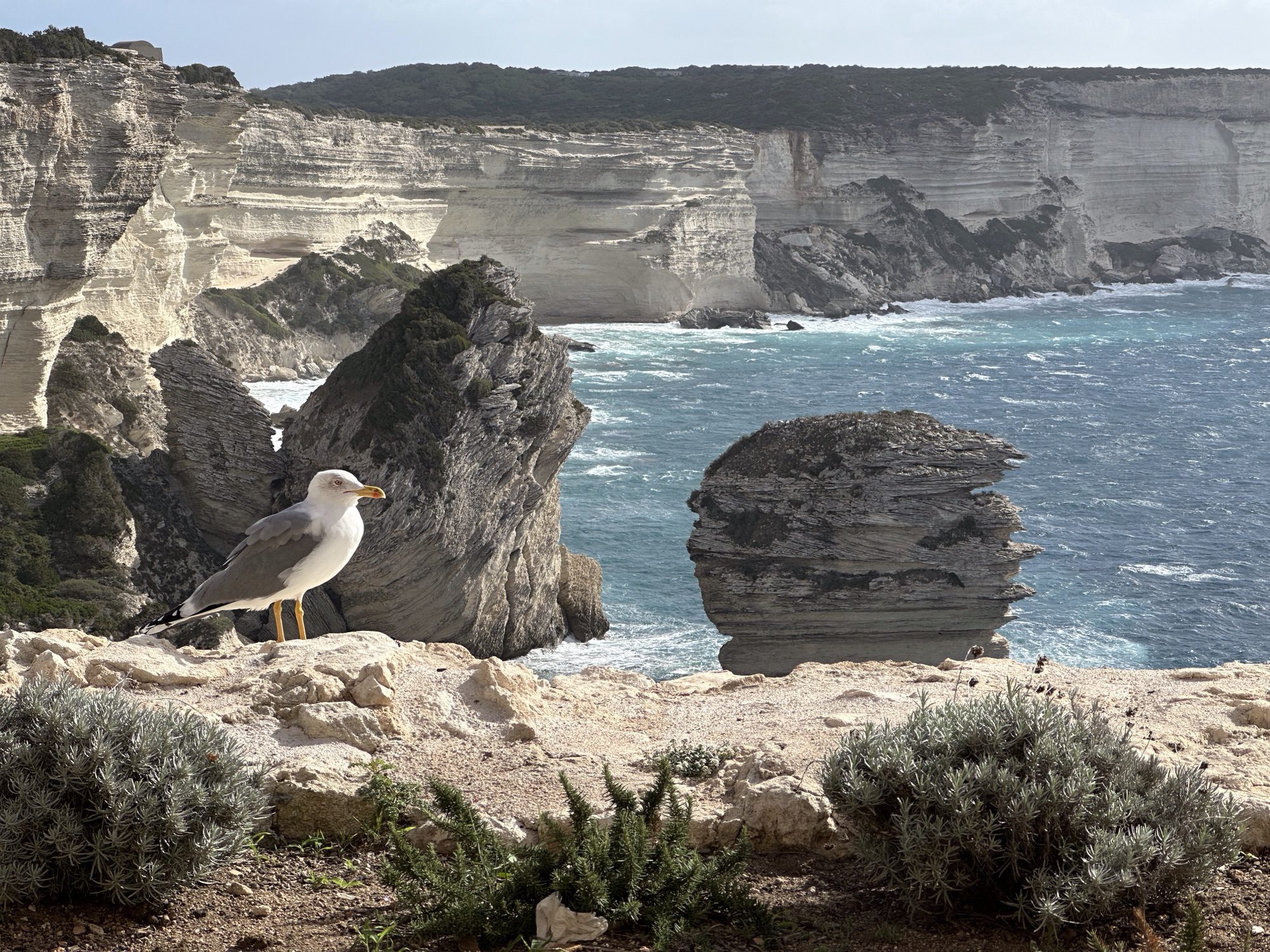 Zee, meeuw en kliffen van Bonifacio.