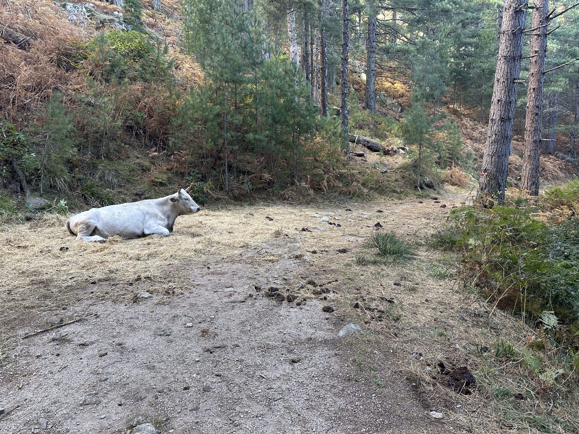 Liggende koe in het bos.