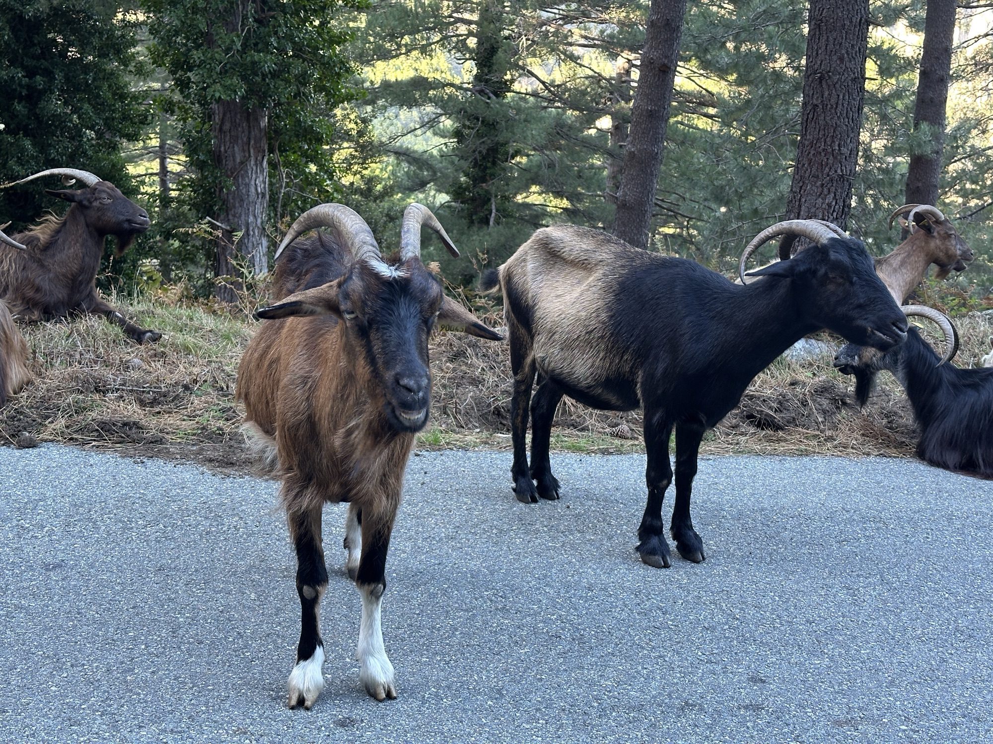 Geiten op de weg.