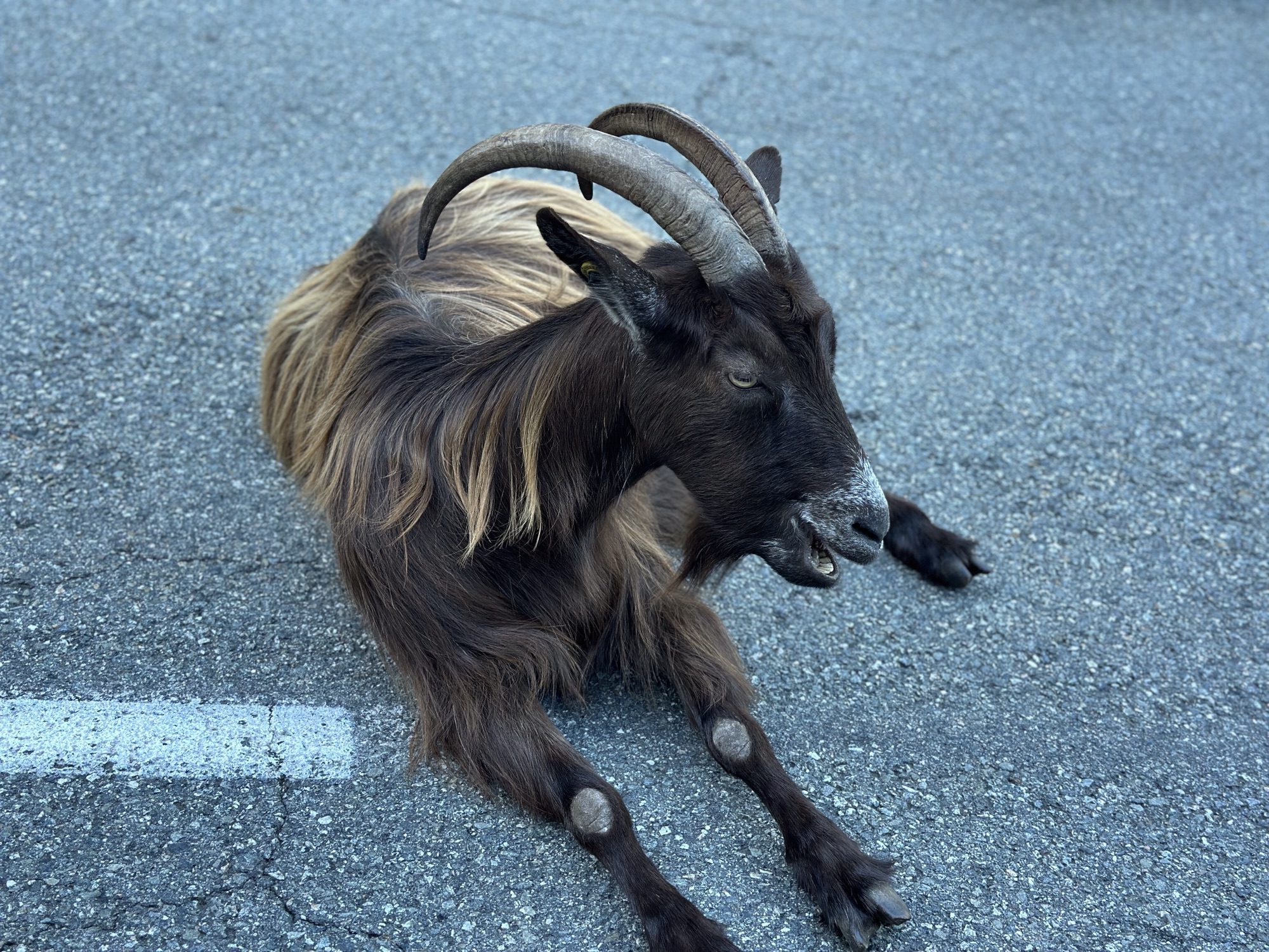 Close-up van geitenbok.