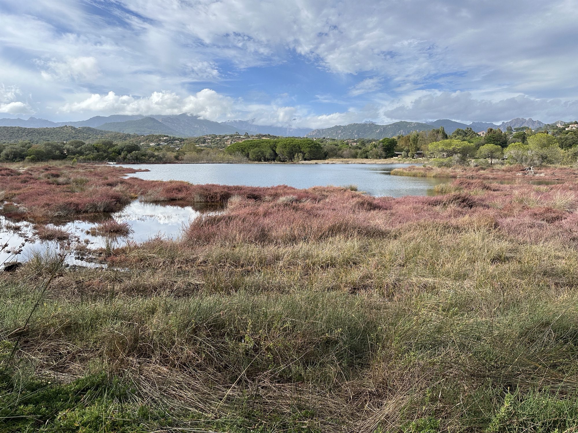 Meertje en groene en
roze begroeiing.