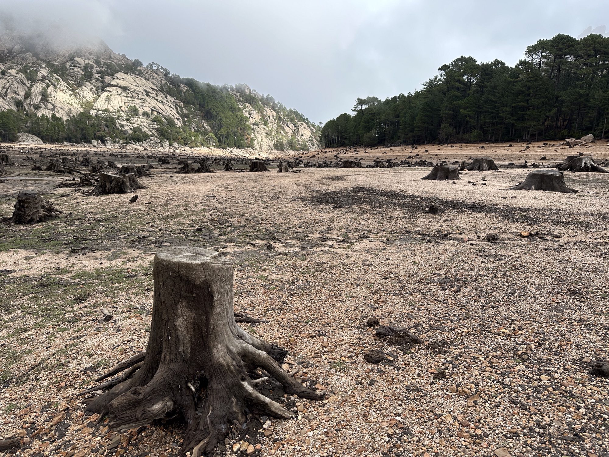 Droog stuwmeer met boomstronken.