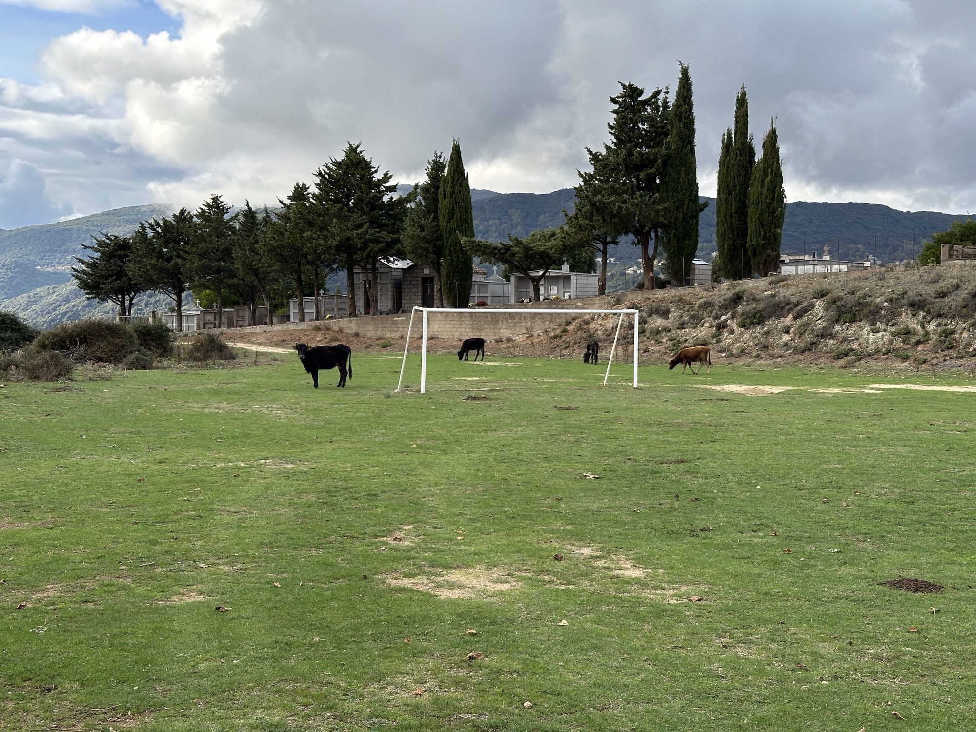 Vier koeien op voetbalveld.