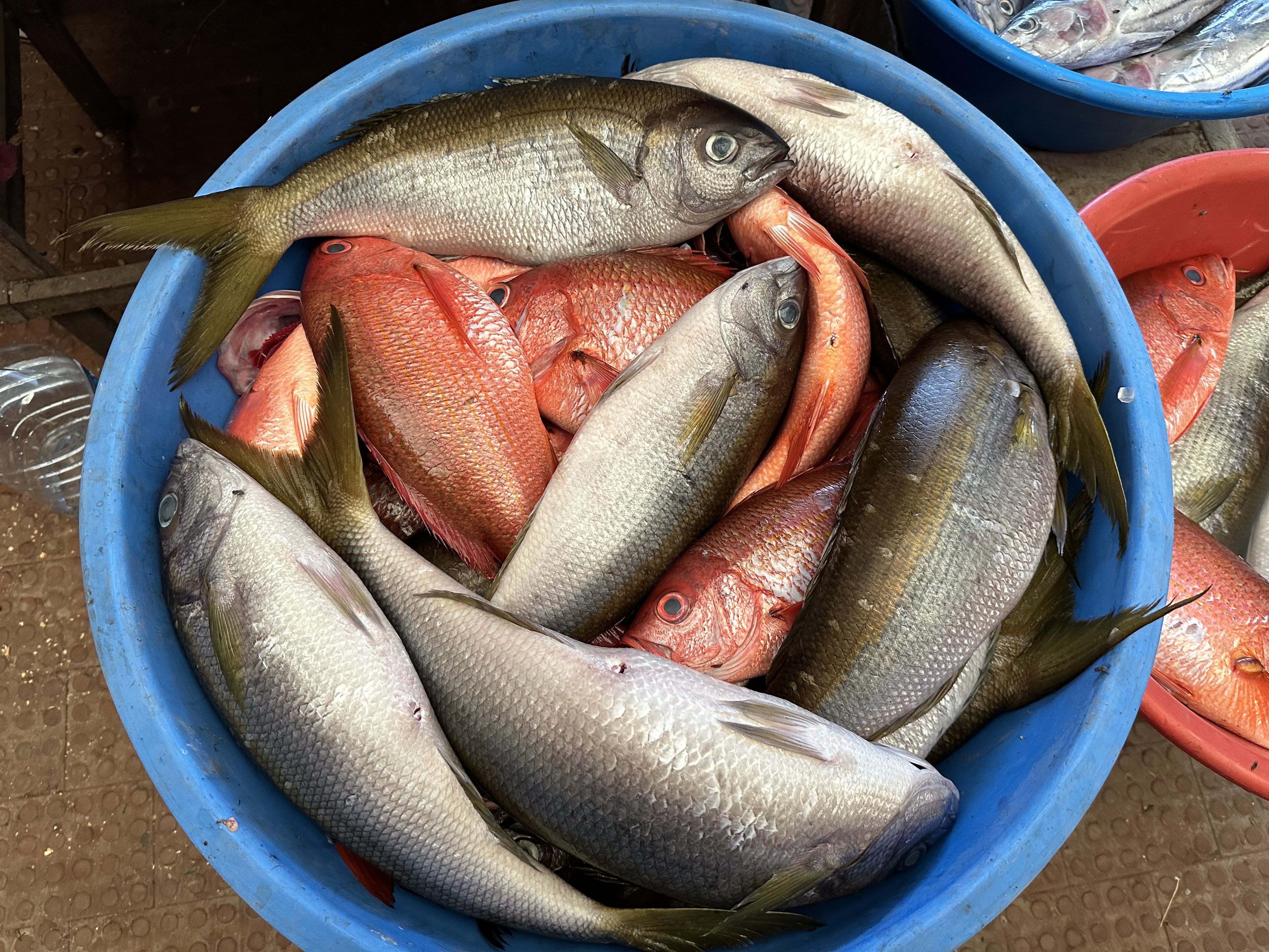 Grijze en roze vissen in een blauwe kom.