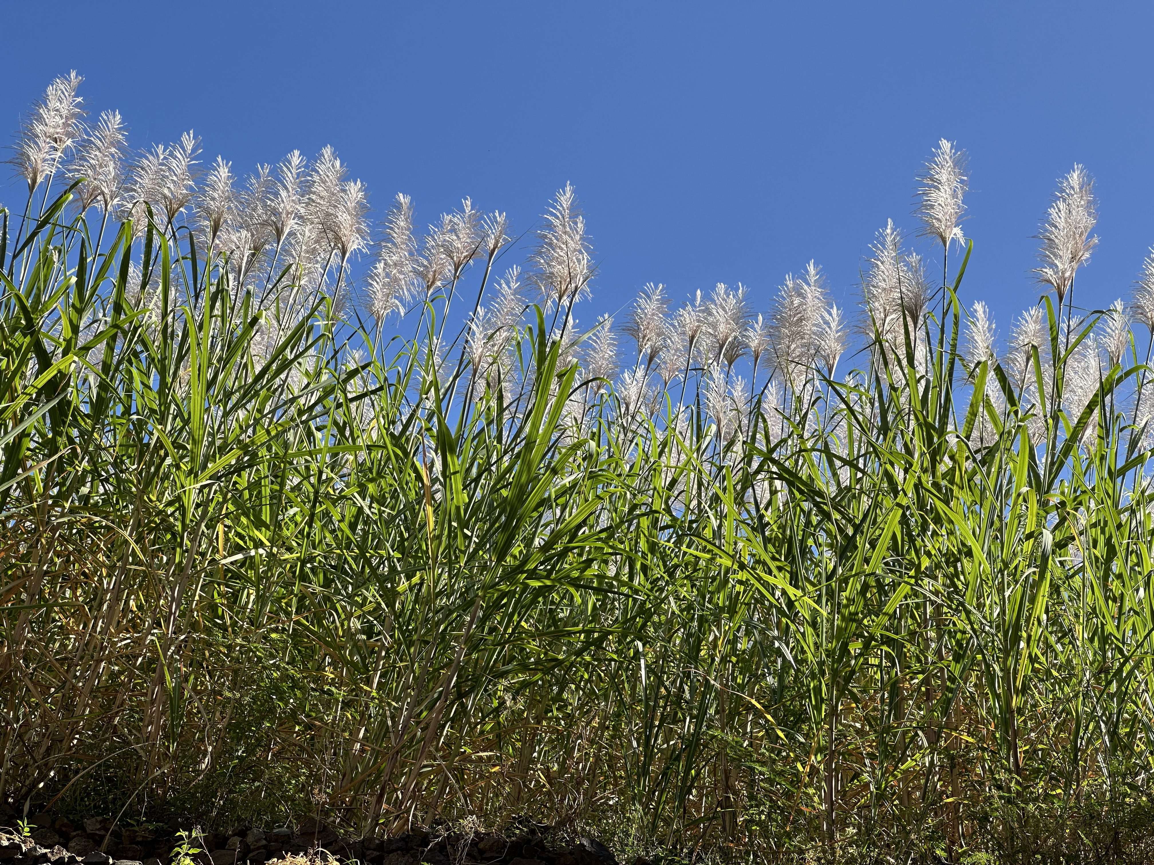 Wuivende pluimen van suikerriet tegen luchtblauwe achtergrond.